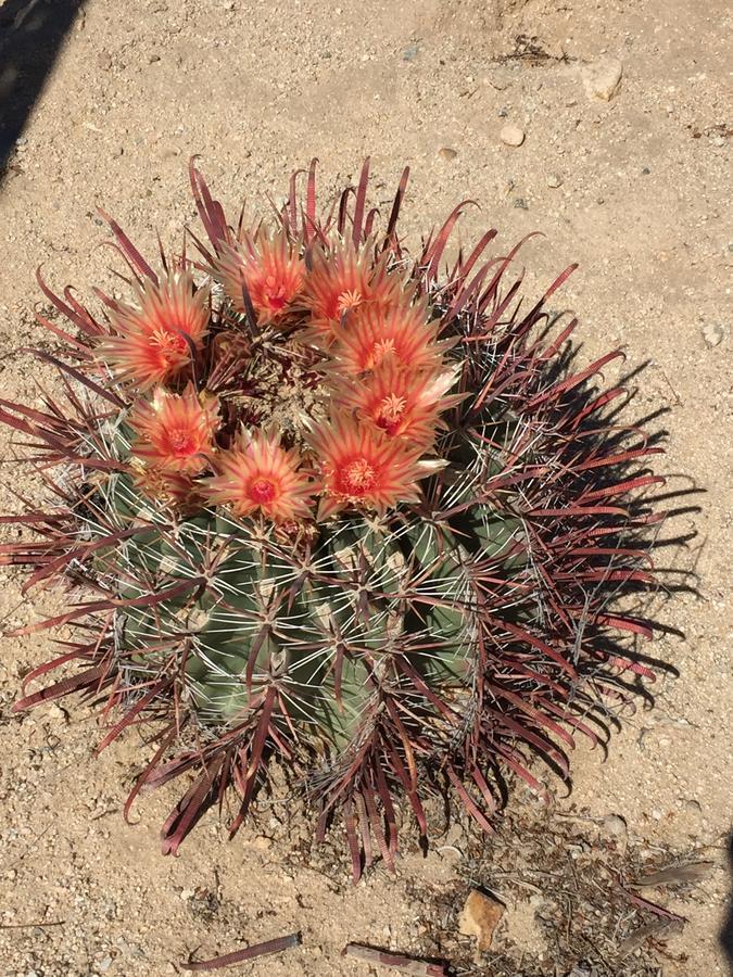 Cactus Adobe Villa Twentynine Palms Luaran gambar
